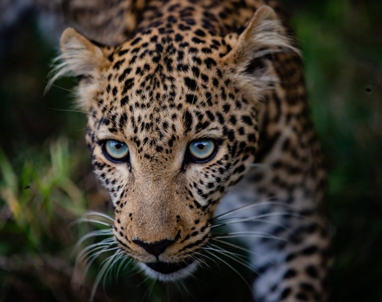 5 Days Wildlife Adventures Safari – Tanzania