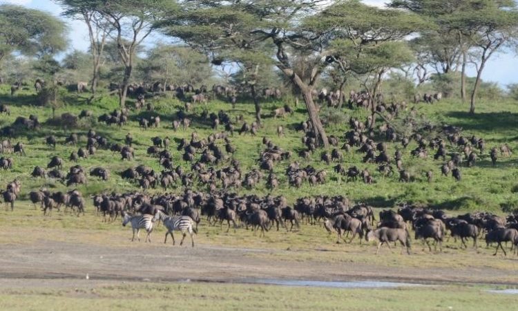 8 Days (Ndutu Migration) – Tarangire, Ndutu, Serengeti and Ngorongoro Crater